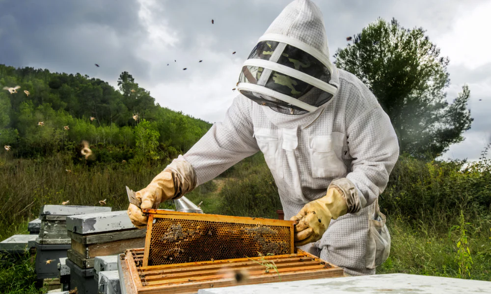 Ultimate Bee Removal Guide