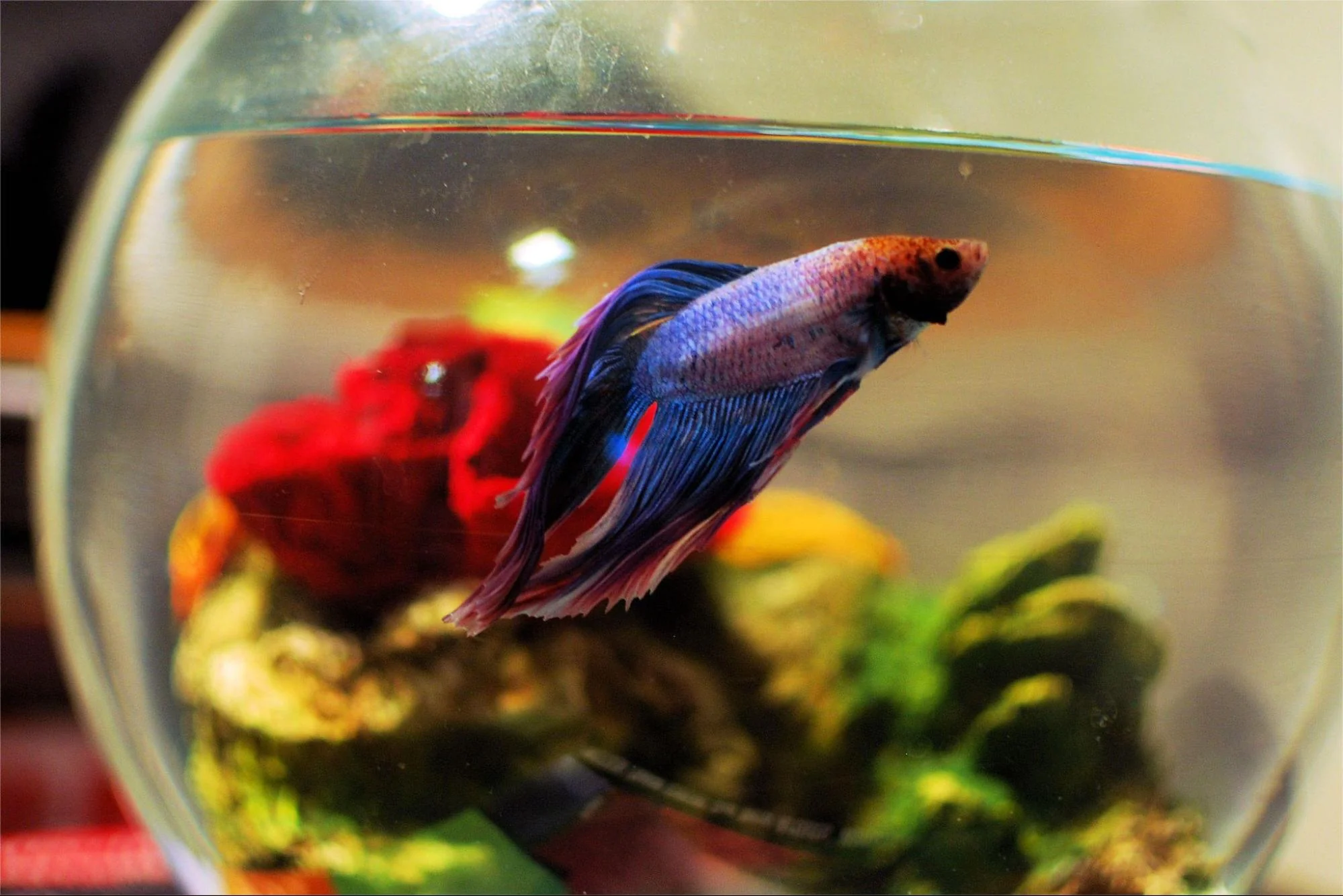 Do Betta Fish Need A Filter Tank? Guide For Beginners