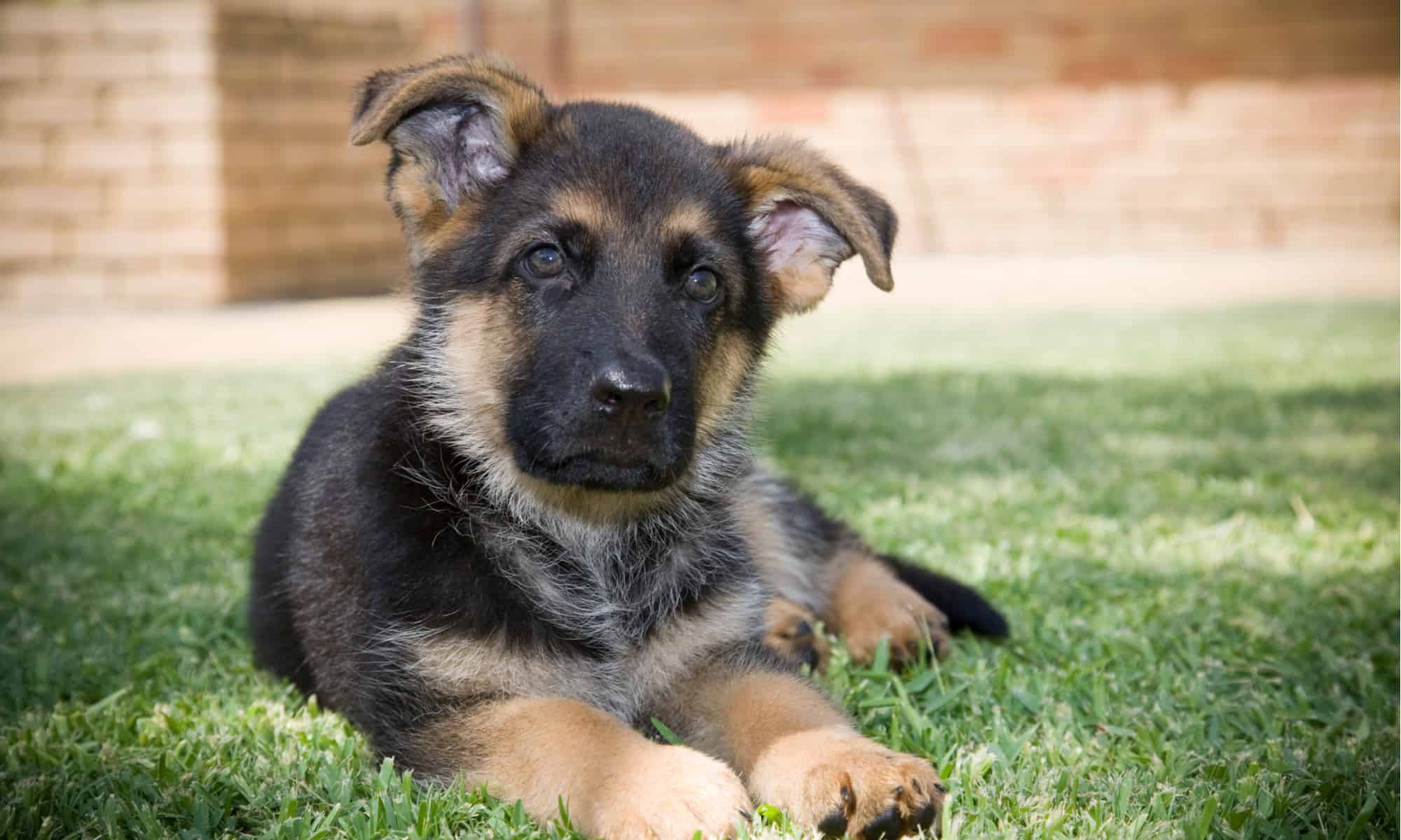 German Shepherd Puppy Care Guide