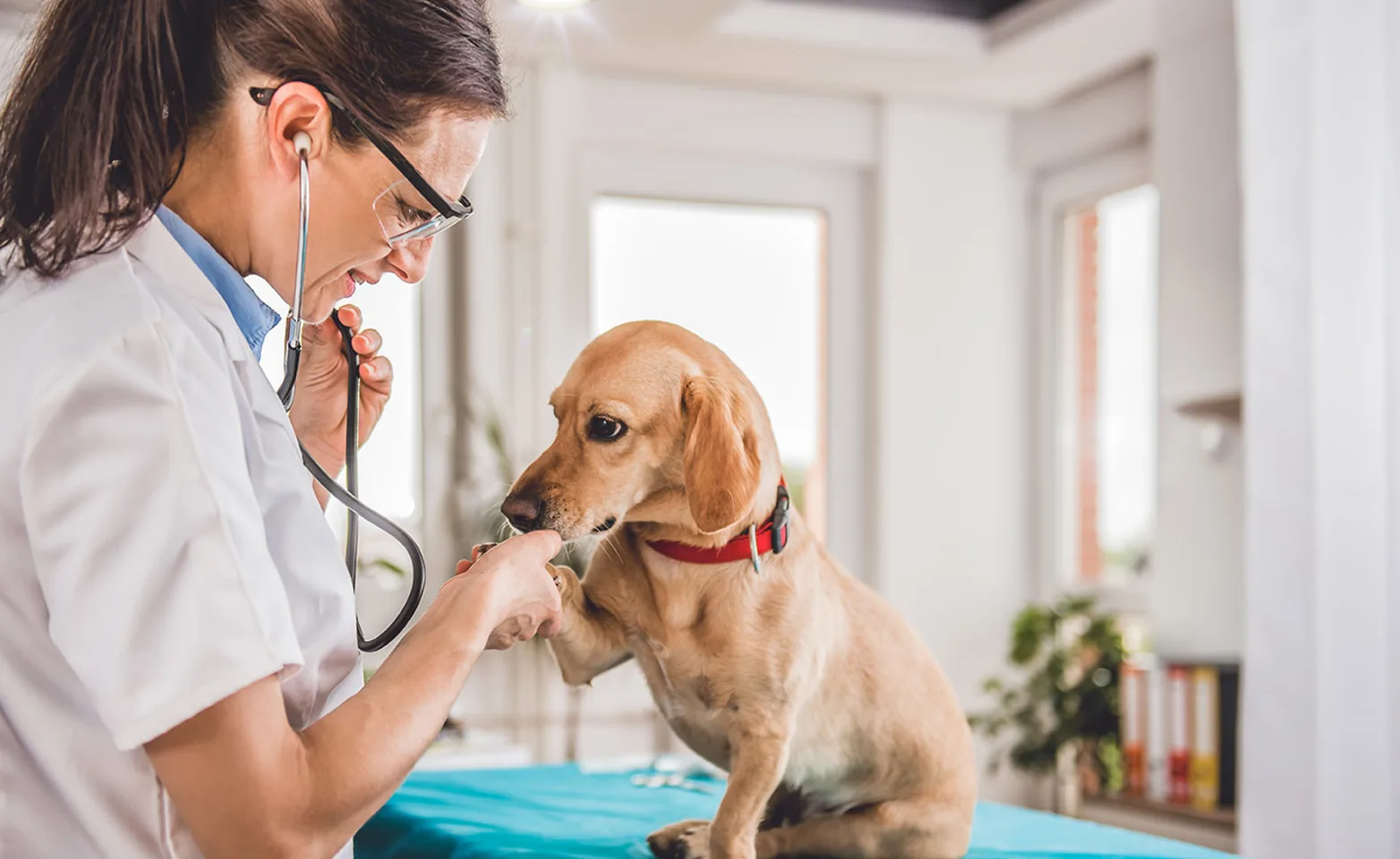 Complete Animal Hospital Guide: Care Tips & Services